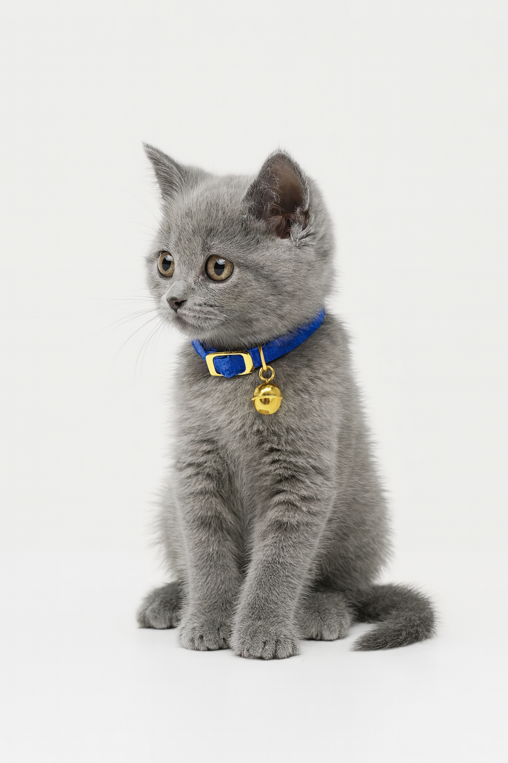 Halsband kat elastisch rood