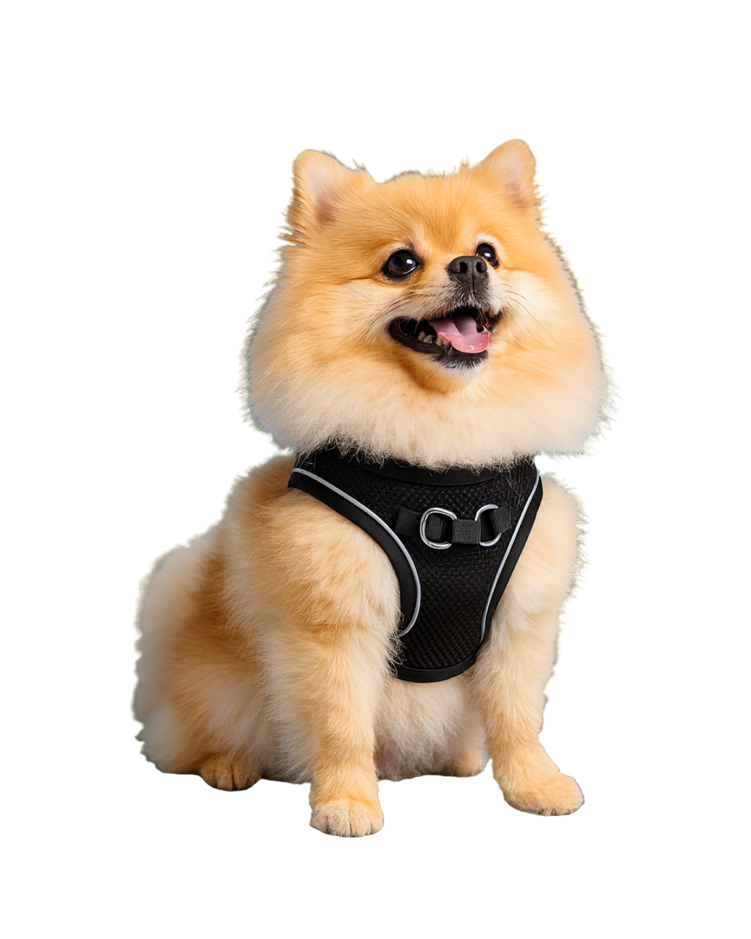 Comfortabel Y-Harnas Pomeranian  – Vrije ademhaling