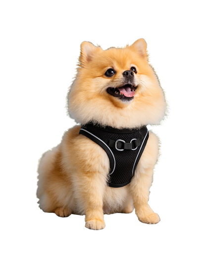 Comfortabel Y-Harnas Pomeranian  – Vrije ademhaling