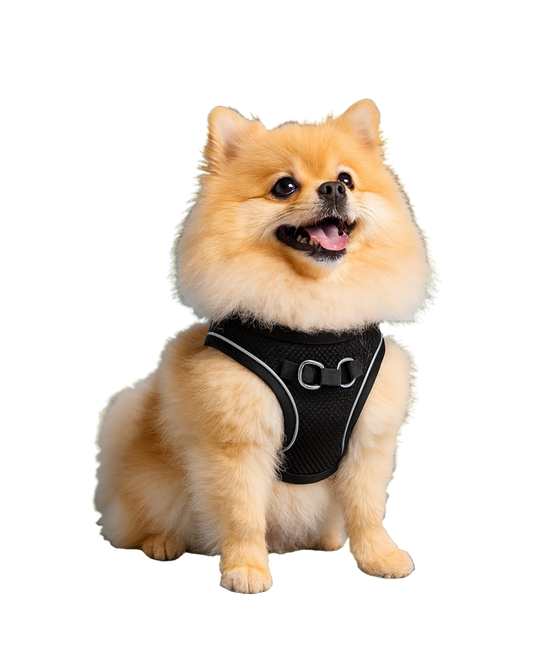 Comfortabel Y-Harnas Pomeranian  – Vrije ademhaling