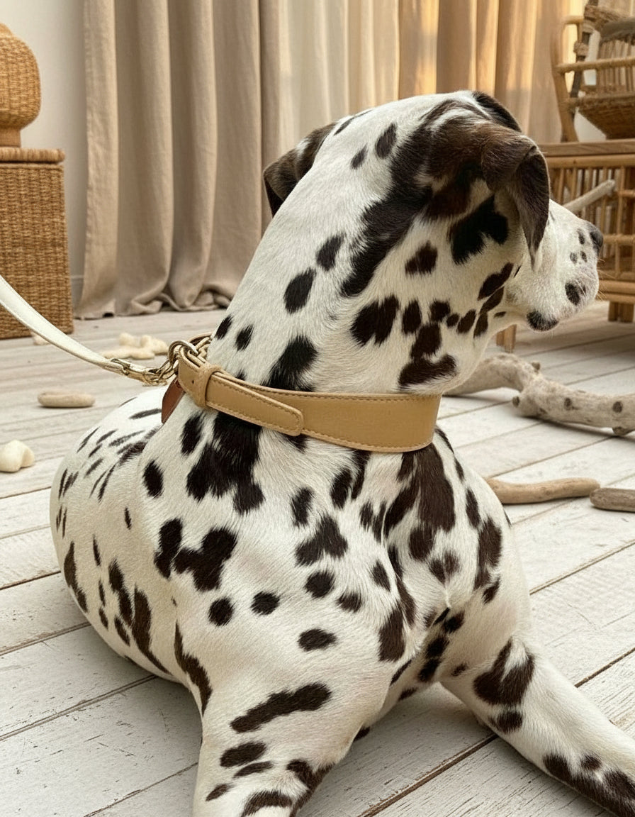 Complete Set Beige - Lijn + HalsbandHondkatWereld.nl